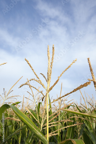 Green immature corn 