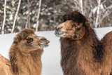 portrait d'un couple de chameaux de Bactriane, en hiver