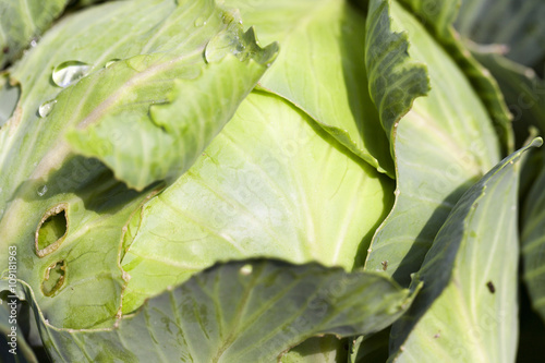 green cabbage with drops  