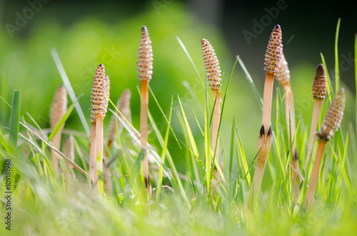 Field horsetail (Equisetum arvense) fertile stems. Fertile stems on this plant in the family Equisetaceae, growing amongst grass in the UK photo