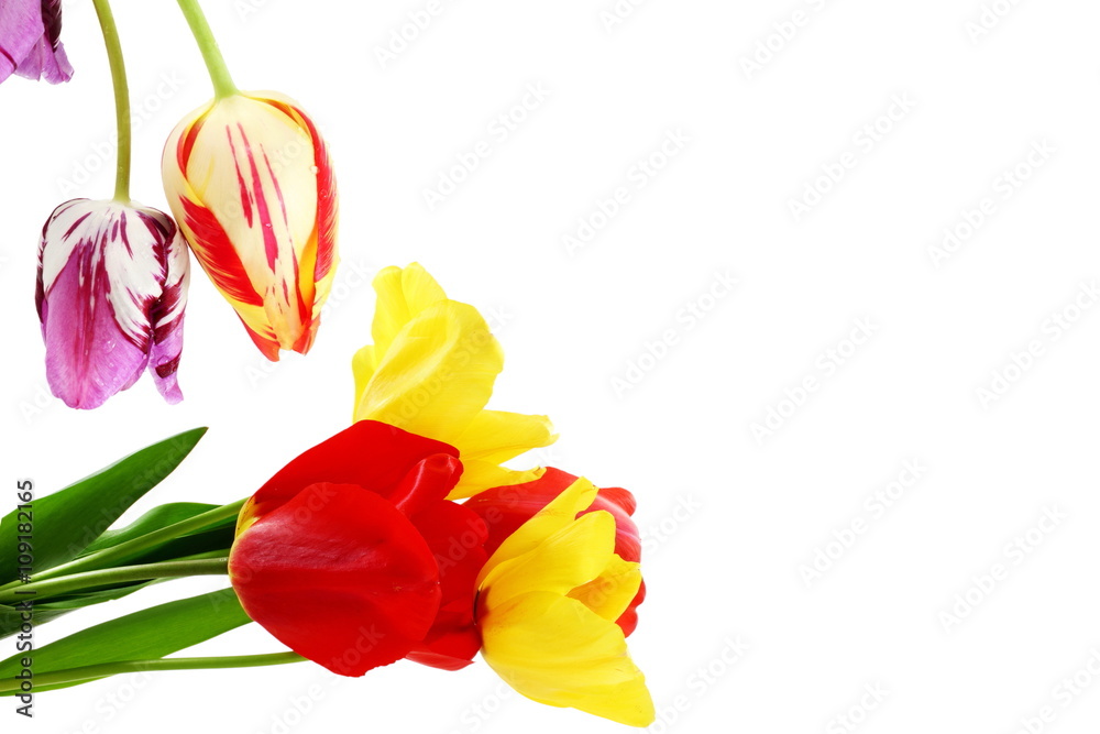 colorful spring tulip flower as background with text copy space colorful spring tulip flower as background with text copy space