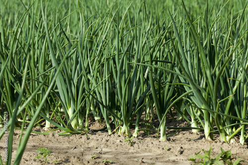 sprouts green onions  