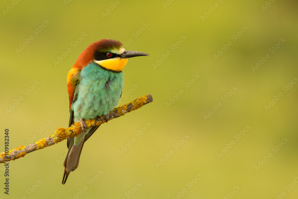 Small bird perched nice plumage