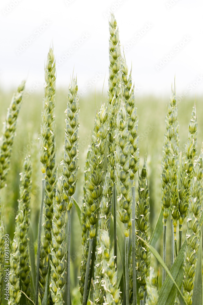 agricultural field wheat  