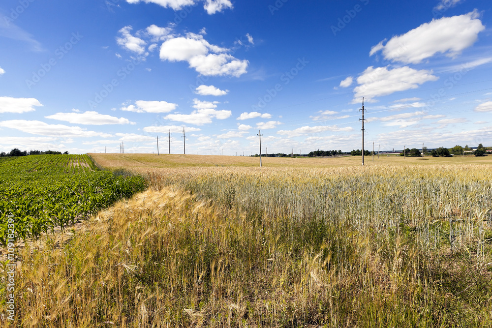 Field with corn Field with corn