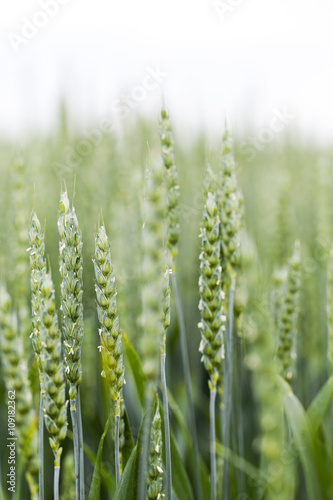 unripe ears of wheat 