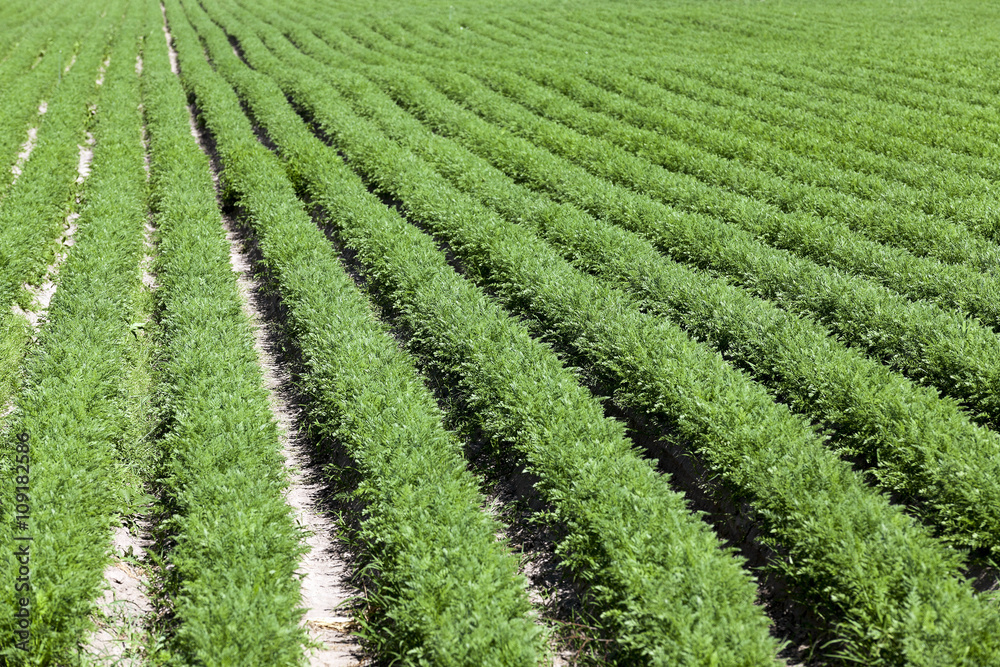 Field with carrot  