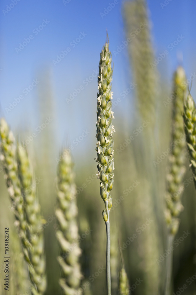 agricultural field wheat  