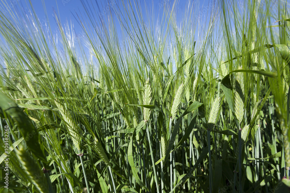 immature grass sky immature grass sky