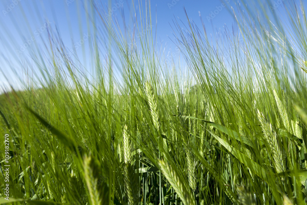 immature green grass immature green grass