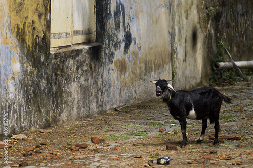 goat and rusting wall