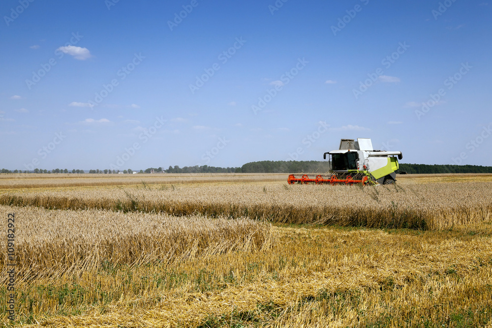 Fototapeta premium Harvester in the field 