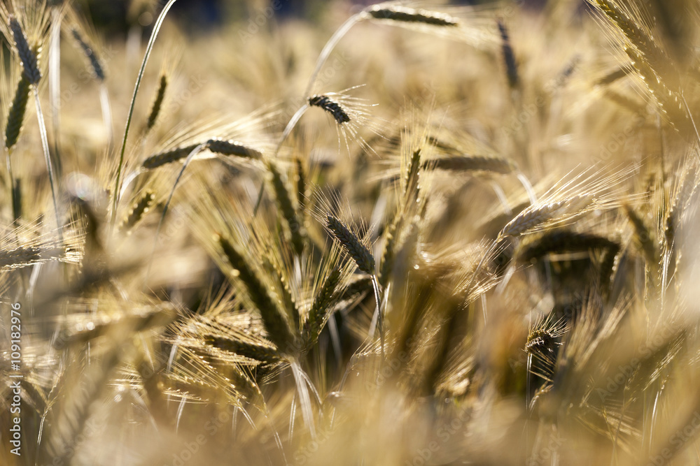 Field of cereal in the summer 