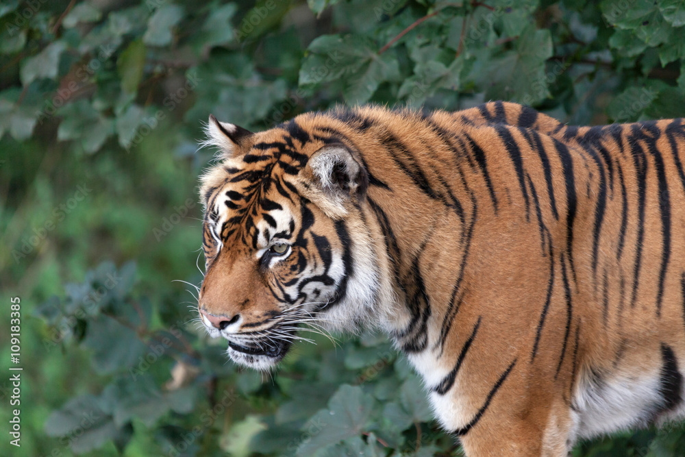 Naklejka premium Sumatran tiger (Panthera tigris sumatrae)