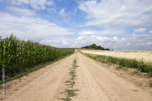 Green corn field  