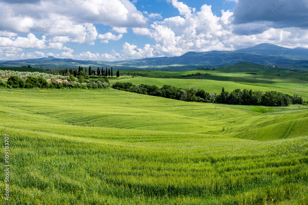 Fototapeta premium Farmland in Val d'Orcia Tuscany