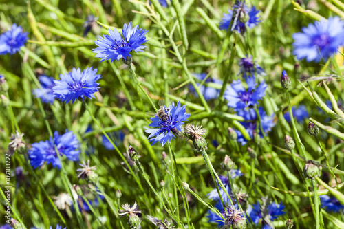 blue cornflower ,  spring