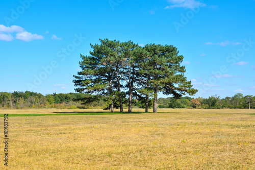 Trees on meadow. Colorful landscape, natural wood background