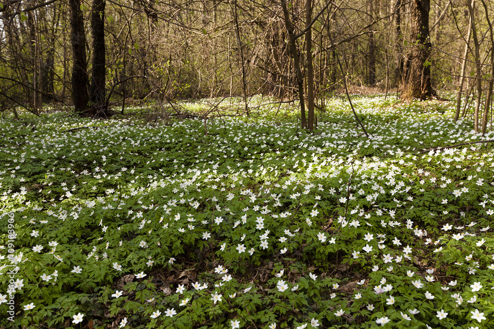custom made wallpaper toronto digitaltrees in spring  