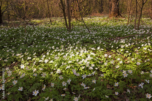 Fototapeta Naklejka Na Ścianę i Meble -    spring flowers in white