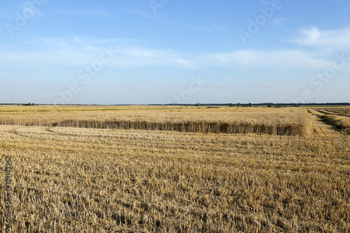 harvesting wheat, cereals 