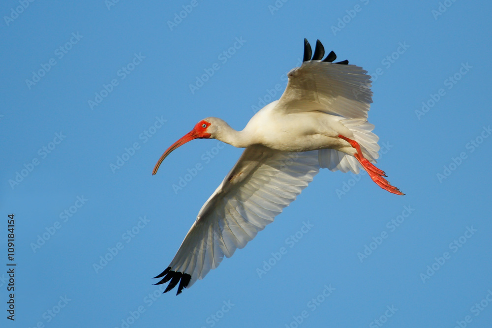 Fototapeta premium White Ibis flying in blue sky
