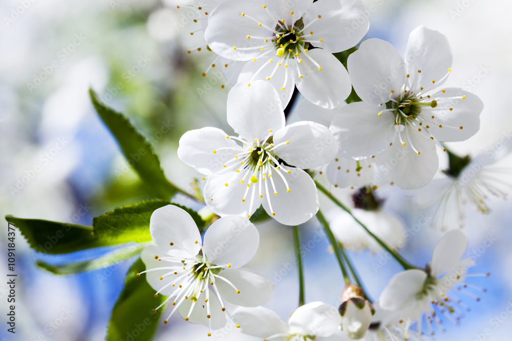 cherry blossom, spring. cherry blossom, spring.
