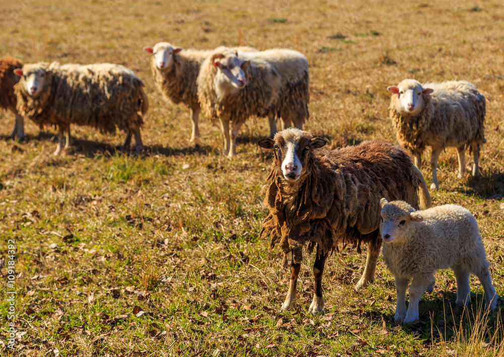 Obraz premium Matted Sheep and Lamb: A picture of a thickly matted Sheep with her baby lamb safely in her shadow. Other sheep are minding the camera.