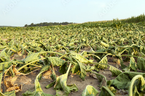 Canvas Print Sugar beet in drought