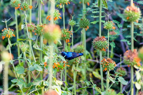 The purple sunbird is a small sunbird. Like other sunbirds they feed mainly on nectar, although they will also take insects especially when feeding young. These spectacular birds can be found in India