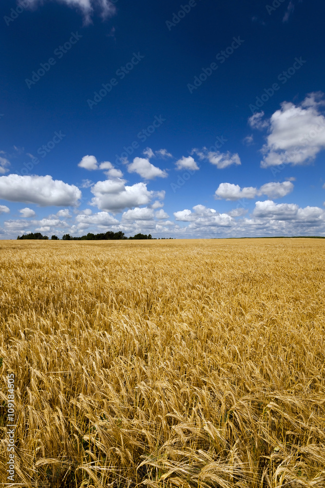  ripe yellow cereals