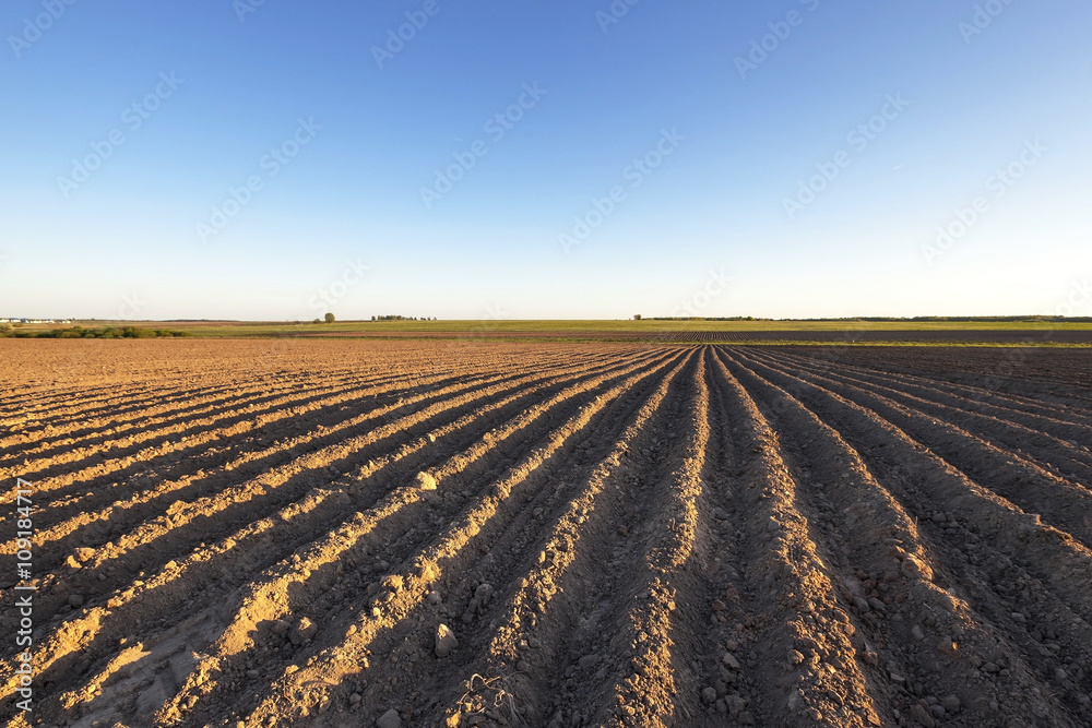 potato field ,  Belarus