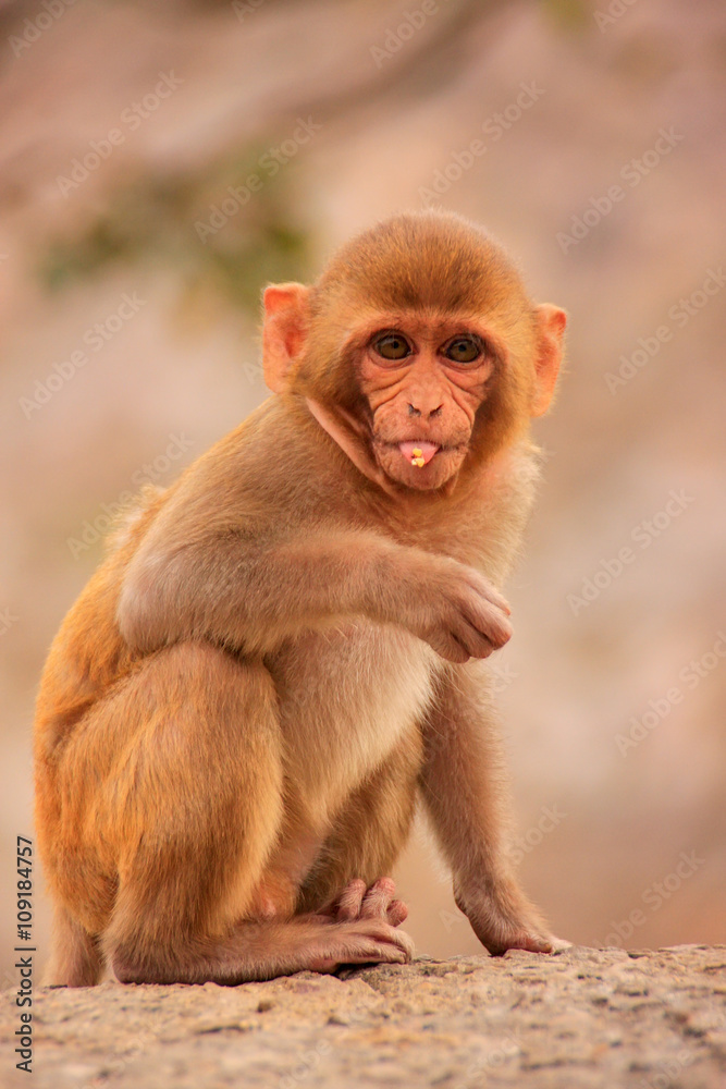 Young Rhesus macaque sitting near Galta Temple in Jaipur, Rajast Young Rhesus macaque sitting near Galta Temple in Jaipur, Rajast
