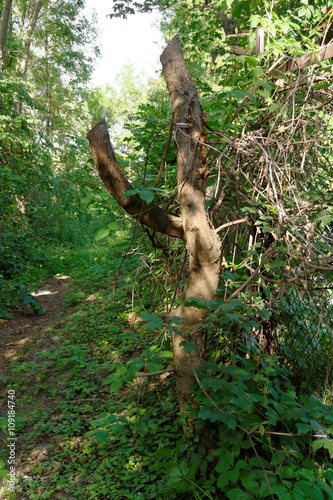 dried tree trunk in the bush