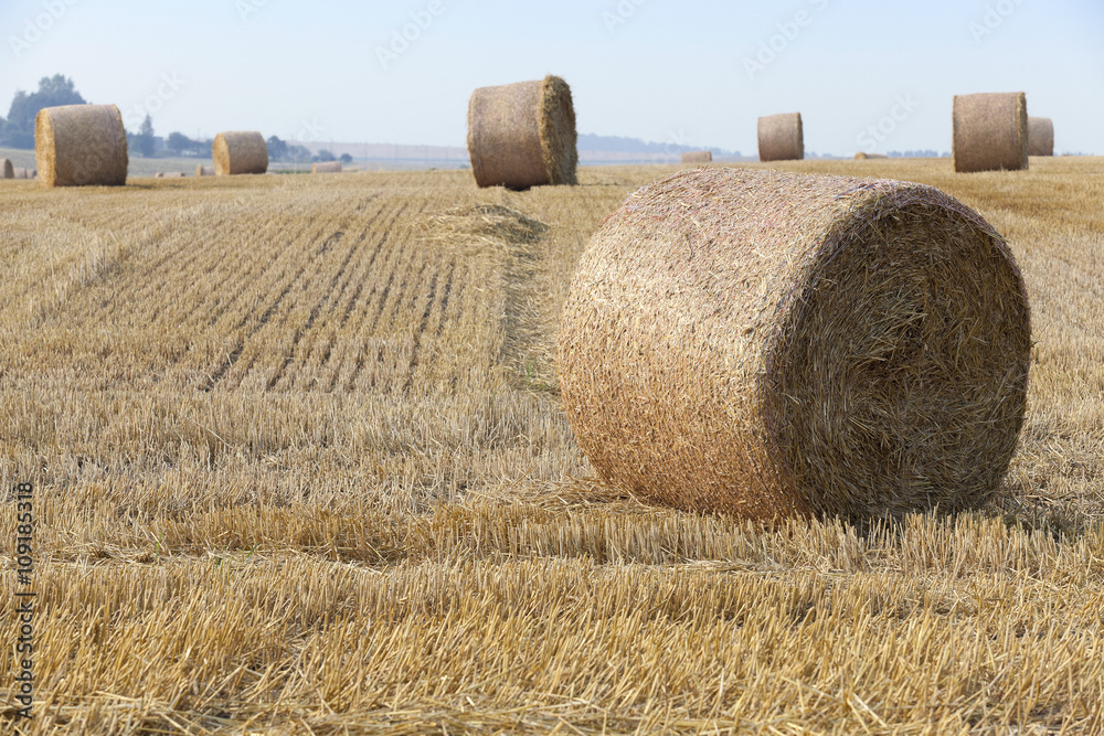 haystacks in a field of straw  