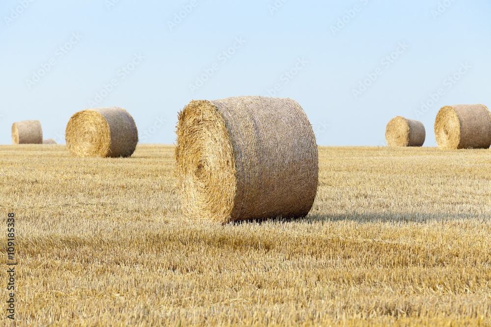   harvest of cereals 