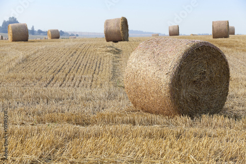 haystacks in a field of straw 