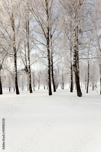 trees in winter   © rsooll