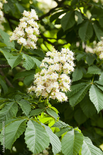 blooming chestnut tree in the spring 