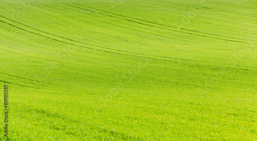 green wheat, close-up   © rsooll