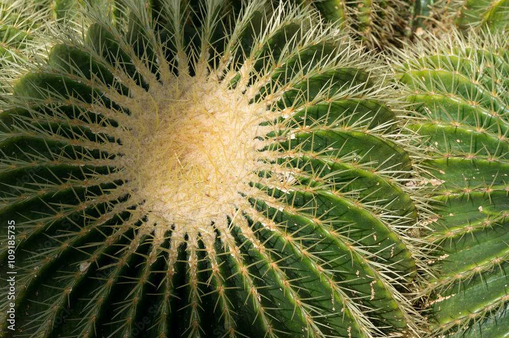 Golden Barrel Cactus (Echinocactus grusonii) Golden Barrel Cactus (Echinocactus grusonii)