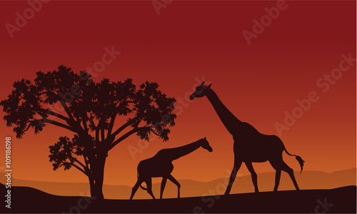 Two giraffe silhouette scenery