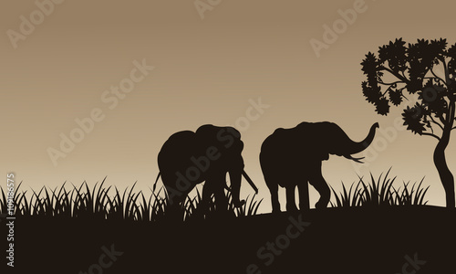 African elephant walking of silhouette