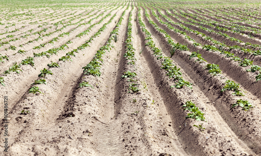 potato field. close-up potato field. close-up