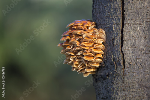 Mushrooms on a tree