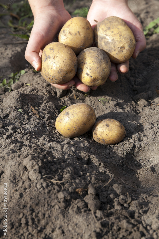 Potatoes in hand Potatoes in hand