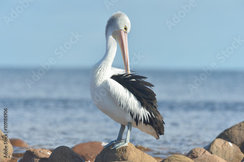 Australican Pelican is posing on the ocean
 photo