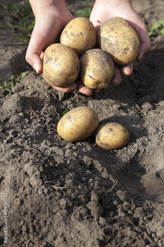 Potatoes in hand 