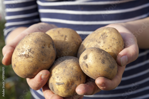 Potatoes in hand 
