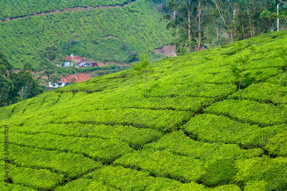 tea fields with houses